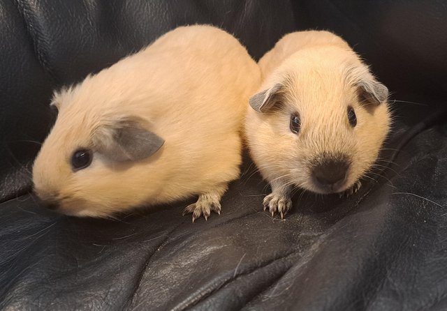Preview of the first image of Beautiful baby guinea pigs for sale.