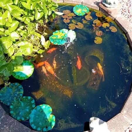 Image 6 of Pond Fish, all in one Pump and Plants