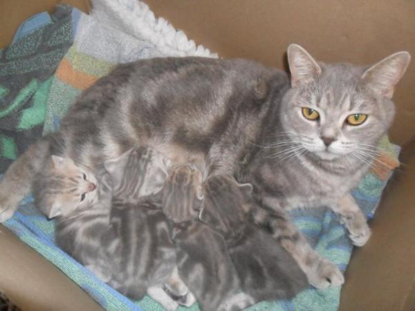 Image 5 of British Shorthair Blue Male Kitten ***READY NOW***