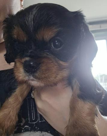 Image 2 of Cavalier King Charles Puppies for sale