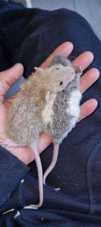 Image 9 of 100% tame baby rats. Guaranteed!!