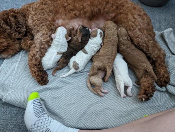 Image 2 of 10 weeks old cockapoo f2 puppys