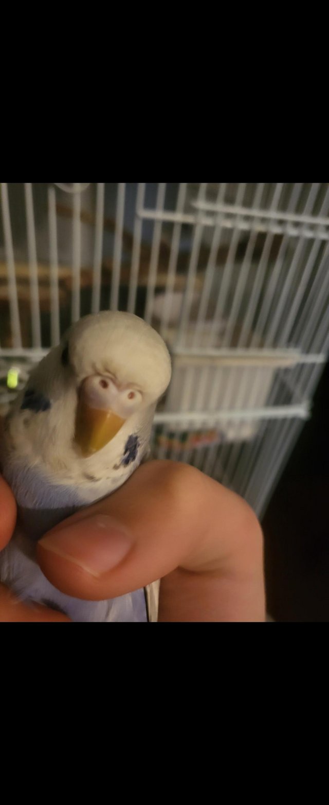 Preview of the first image of SOLD - Budgies roughly 4 or 5 months old for sale.