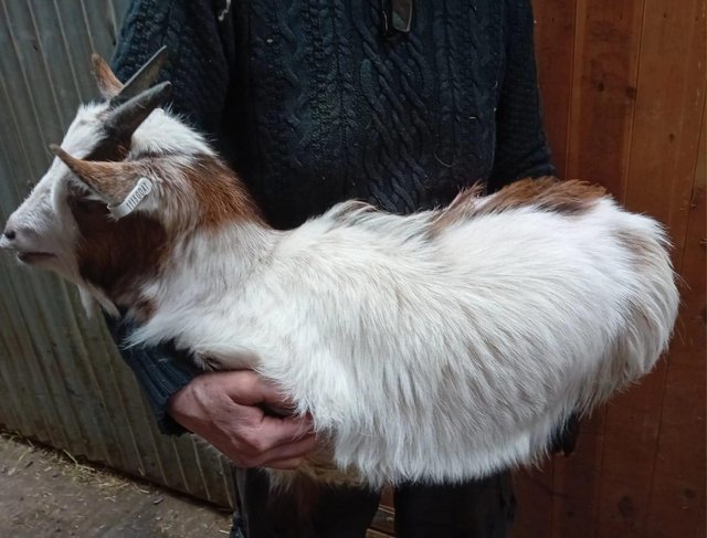 Preview of the first image of Great Starter Goat Stunning Pygmy Nanny Kid ready to go now.
