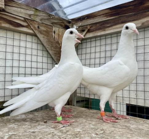 Image 2 of Pure White Garden Doves