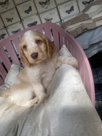 Image 11 of 1 left! Gorgeous Cocker spaniel puppies ready now.