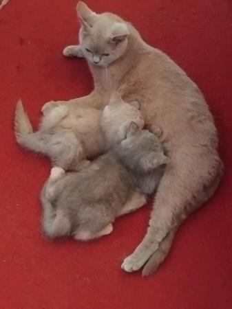 Image 4 of GCCF registered British Shorthair Kittens