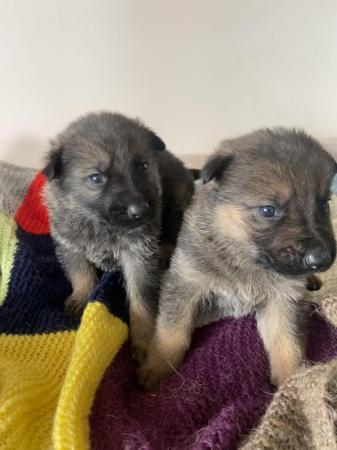 Image 7 of *READY TO LEAVE* German shepherd puppies