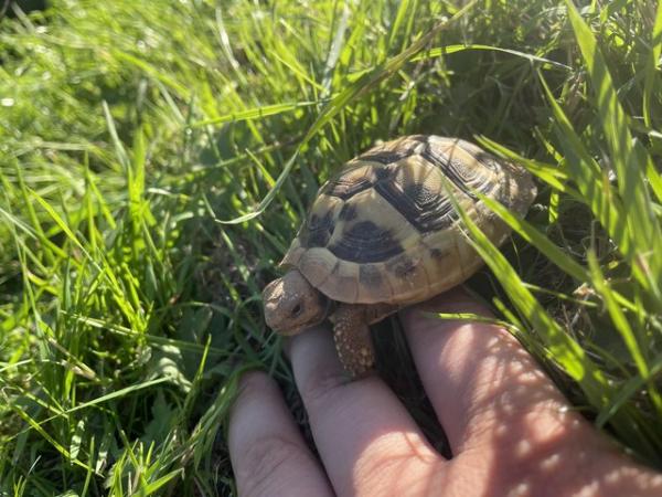 Image 1 of Herman’s Tortoise for sale including all set up
