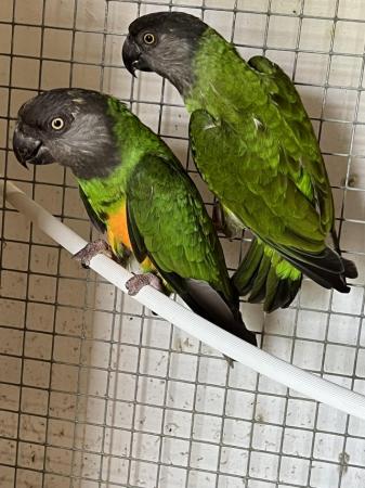 Image 4 of Adult breeding pair of Senegal Parrots