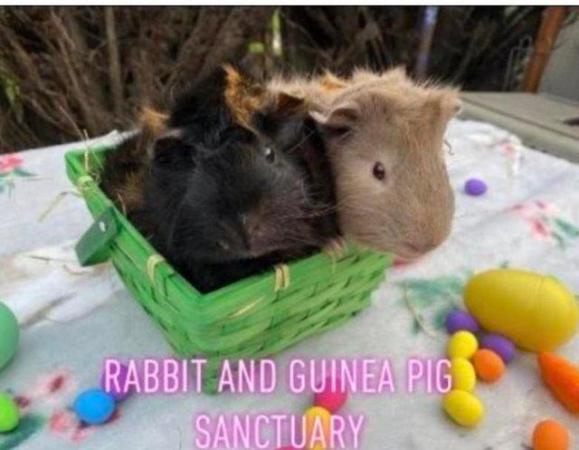 Image 14 of Sanctuary for Rabbit and Guinea Pigs and more