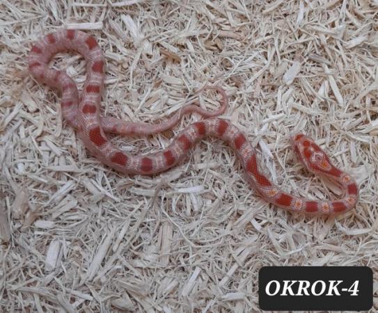 Image 5 of Reverse Okeetee het Charcoal Corn Snakes