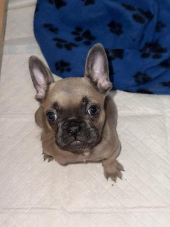 Image 5 of 10 week old French bulldog puppy