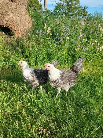 Image 2 of Silver Campine Pair - Young Cock & Hen