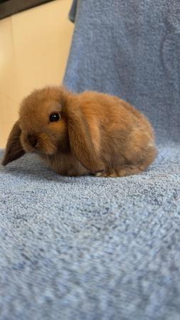 Image 5 of Pure bred mini lop bunny boy