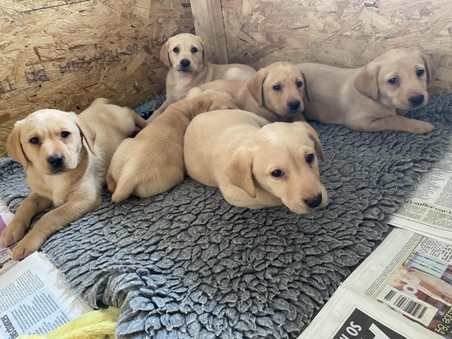 Preview of the first image of Beautiful Labrador Puppies.