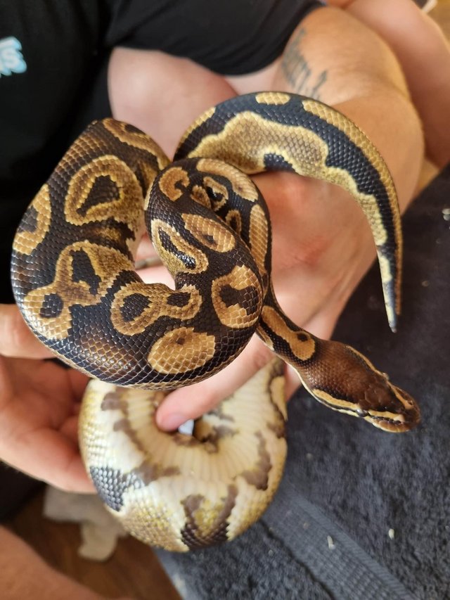 Preview of the first image of Double het ultramel pied ball python.