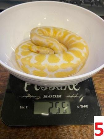 Image 7 of Various Royal Pythons - Reduced