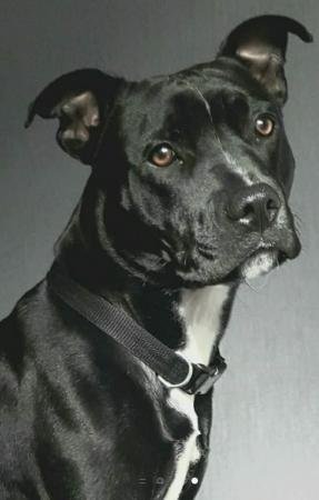 Image 3 of Staffordshire bull terrier