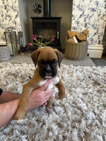 Image 6 of Beautiful male boxer puppy ready to leave for his new home