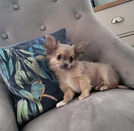 Image 10 of Male Longhaired Blue Sable Chihuahua pup