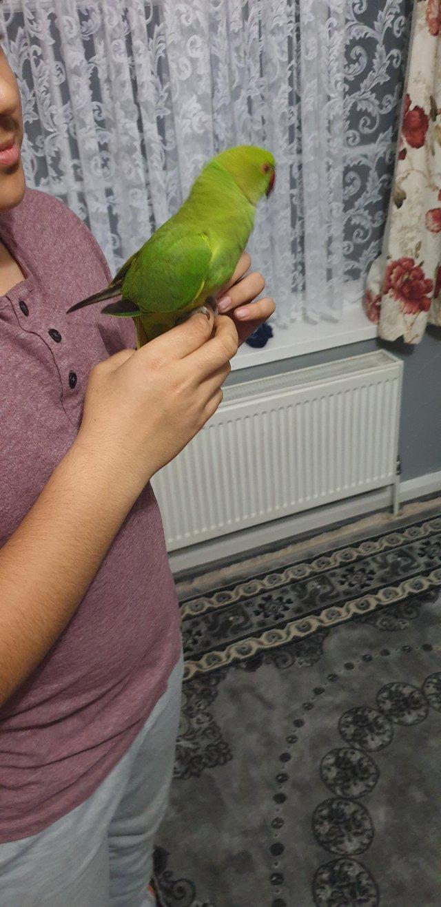 Preview of the first image of Indian ring neck parrot 5 months old.