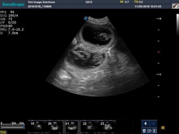 Image 1 of Accredited Dog Pregnancy Scanning, Leicester