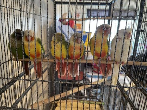 Image 4 of Babies conures and 1 baby cockatiel for sale