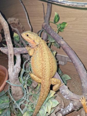 Image 2 of Bearded dragons (High end females)