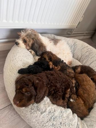 Image 7 of Fully Health checked, Stunning F1B cavapoo puppies