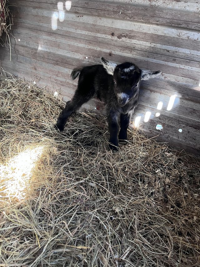 Preview of the first image of Wether Pygmy goats for sale.