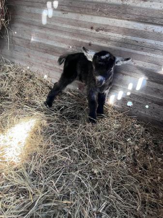 Image 1 of Wether Pygmy goats for sale