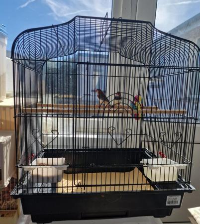 Image 4 of A pair of zebra finches and cage
