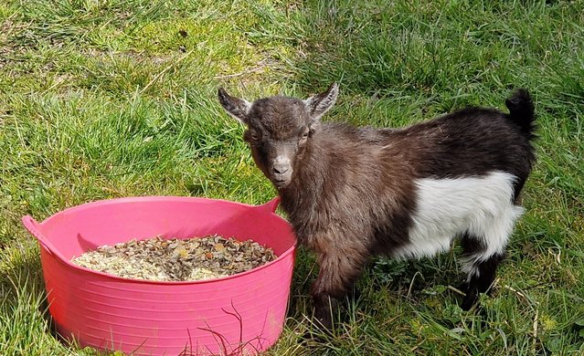 Image 2 of PYGMY GOAT BABIES FOR SALE
