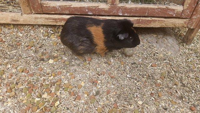 Image 3 of Female Guinea pigs for sale