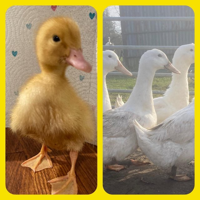 Preview of the first image of Genuine Aylesbury Ducklings and Hatching Eggs.