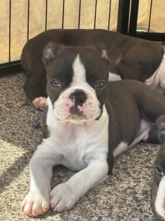 Image 18 of KC Reg Exceptional Boston Terrier Puppies