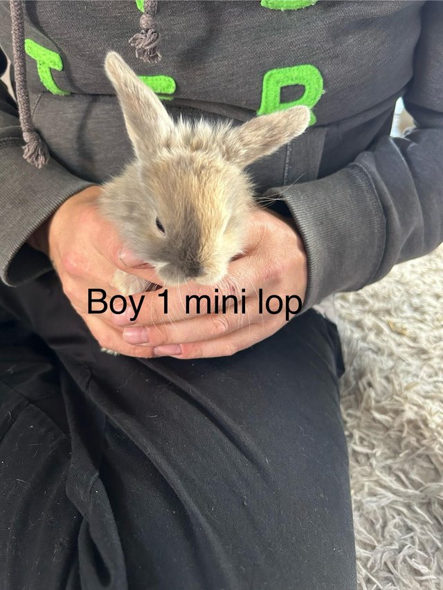 Preview of the first image of Gorgeous min lop baby rabbit.