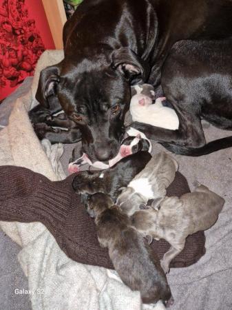 Image 2 of 10 week old Staffordshire bull terrier puppies