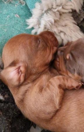 Image 4 of Dachshund Puppies available males and females