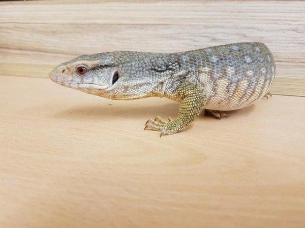Image 2 of STOCKED LIZARDS AVAILABLE NOW... WP&E
