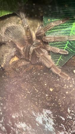 Image 2 of Salmon Pink Birdeater for sale - £20