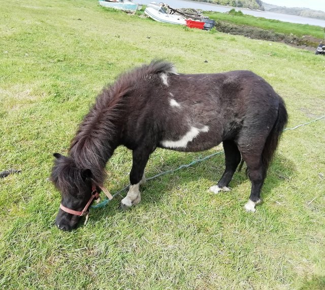 Preview of the first image of Beautifully marked miniature horse.