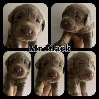 Image 3 of KC Reg Chocolate Dilute Labrador Puppies