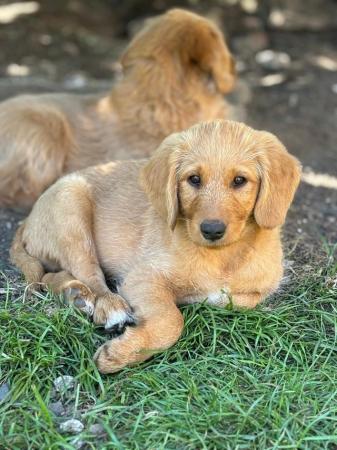 Image 11 of Reduced To Good Homes Australian Labradoodle Puppies
