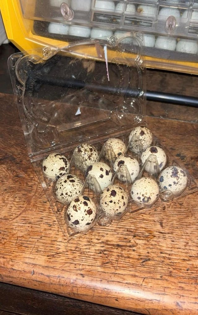 Preview of the first image of ITALIAN & JAPANESE QUAIL HATCHING EGGS.