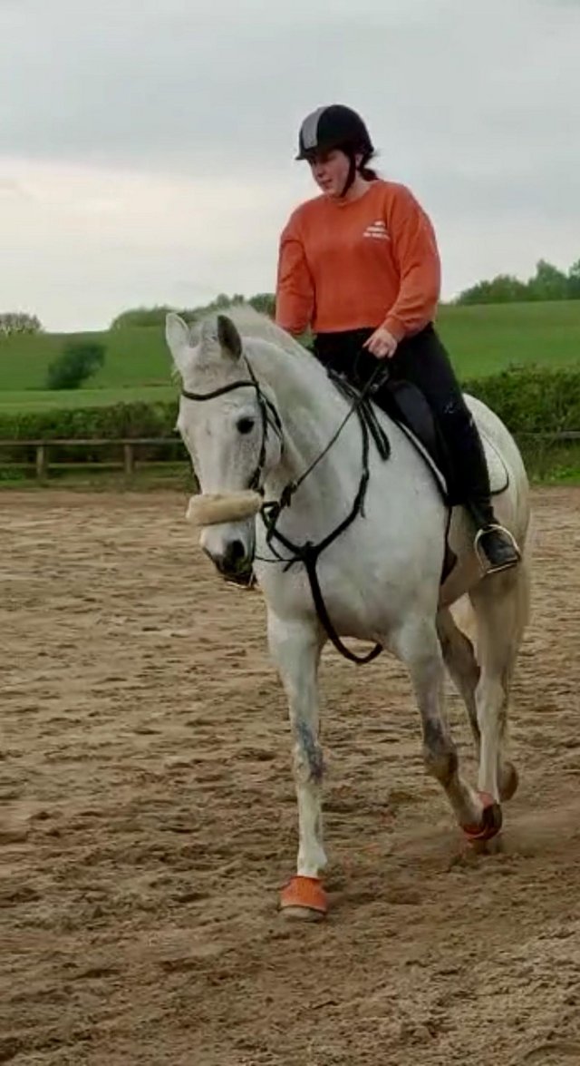 Preview of the first image of 17.1 Irish sports horse gelding for loan.