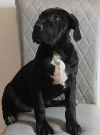 Image 1 of NEEDS A FOREVER HOME! (F) Cane Corso Pup