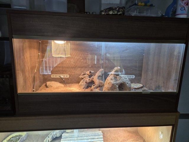 Preview of the first image of 2 beared dragons and vivarium.