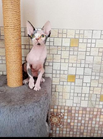 Image 1 of Sell beautiful and kind girl Sphynx .